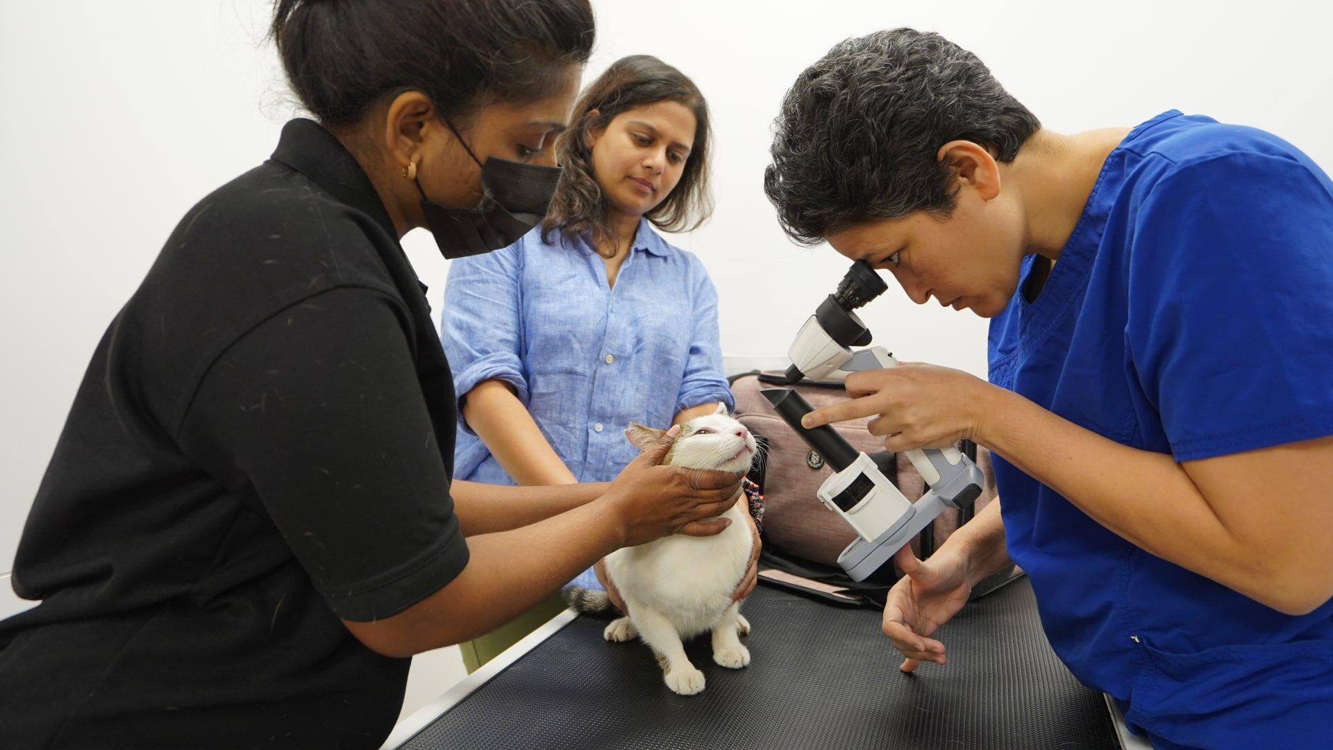 A veterinarian examines a white cat's eye with a handheld slit lamp while an assistant holds the cat